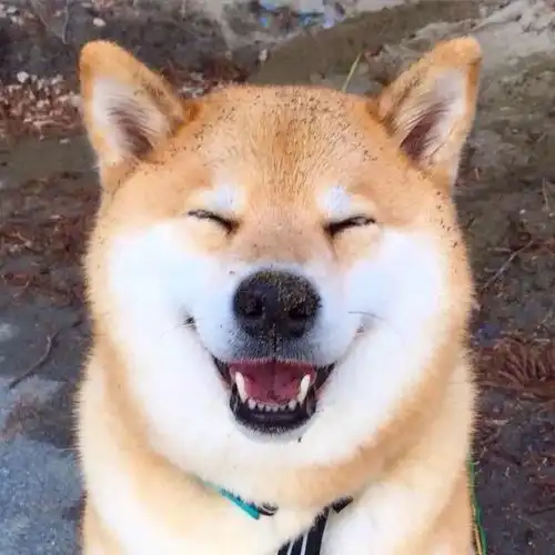 头像泡面加蛋,烦恼滚蛋 头像泡面加蛋,烦恼滚蛋