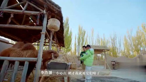  谢可寅被骆驼吓出表情包,生气就给骆驼改名字