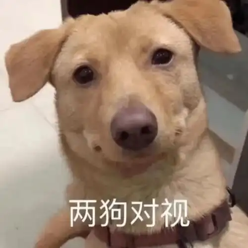  柠檬树下柠檬果柠檬树下你和我