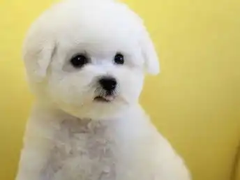  图哪里有卖比熊比熊多少钱比熊图片比熊幼犬滨州宠物狗滨州列表网