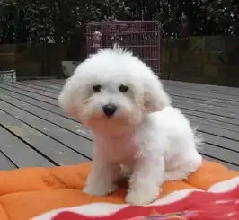  养宠必备教你轻松分辨比熊犬的生病症状