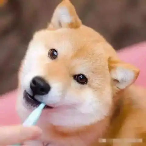 柴犬斜眼表情包天来