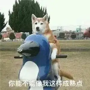  当我们吃饱了狗粮以后