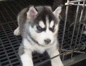  纯种哈士奇幼犬,血统纯正,品相好,骨量大,身体健康
