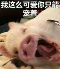  2019猪年各大品牌限定,谁才能成为猪猪女孩儿的最爱