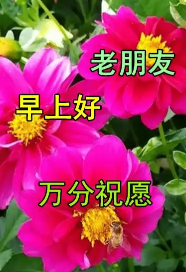ghs动图的表情包网站早