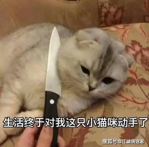  猫咪犯错后,这5种惩罚方法最有效,你试过吗