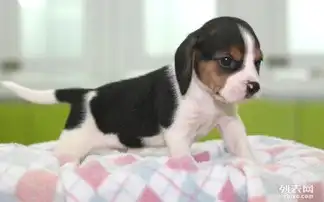  火爆热销七百出售比格犬纯种健康签协议包退换