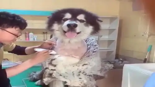  阿拉斯加的大棉袄被人脱了,可这货竟然还能笑得出来,心可真大啊