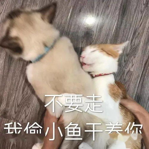  猫猫表情包大合集,一整周都不用打字啦