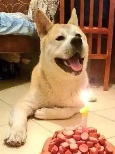  当狗狗收到生日蛋糕,脸上的表情绝了