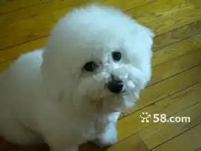  五个月比熊图片,谁有