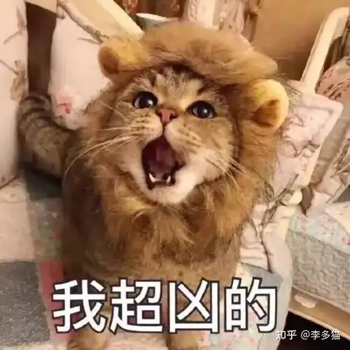  养猫必备猫咪驱虫最全攻略看这一篇就够了