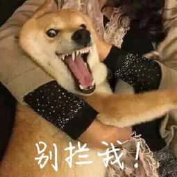 表情包战争免费玩一玩我
