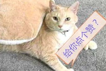  橘猫胖出了新花样,手指都胖成了表情包,网友这是我丢的赞