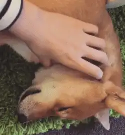  看到柴犬这张大饼一样的肥脸,不把它揉秃噜皮,都对不起自己的手