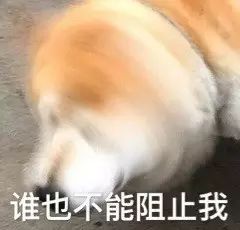  双十一到了,都别拦着我