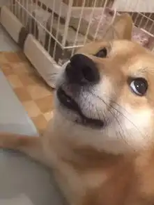柴犬斜眼表情包有事