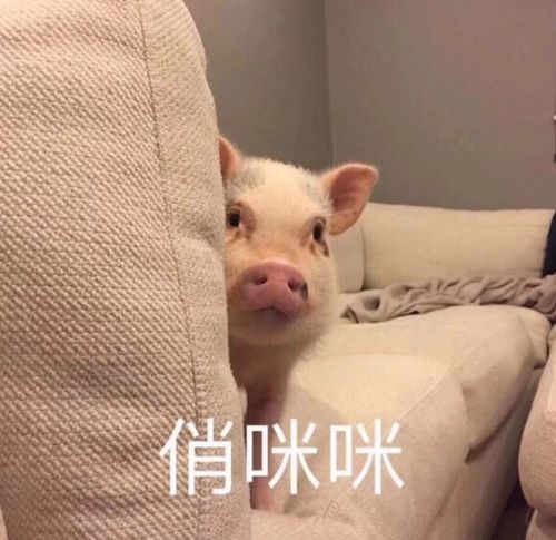  哈哈哈哈哈哈哈哈哈哈,收藏许久的搞笑表情包分享一下