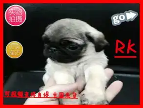犬舍基地直销精品推荐专业繁殖直销包纯种保健品味时尚轻松愉  犬舍基地直销精品推荐专业繁殖直销包纯种保健品味时尚轻松愉