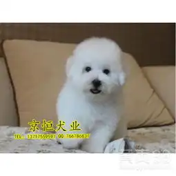  北京纯种比熊多少钱比熊好养吗北京哪里卖赛级比熊-黄页88网