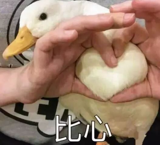  今天也要开心鸭