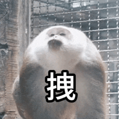  快收藏黔灵山网红猴小老费表情包,天眼新闻安排上了