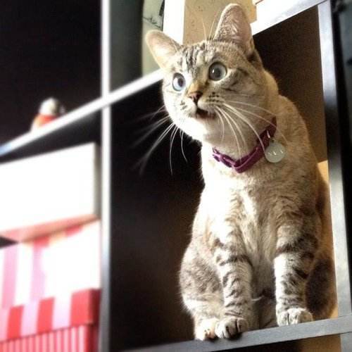 猫拿话筒唱歌的表情包