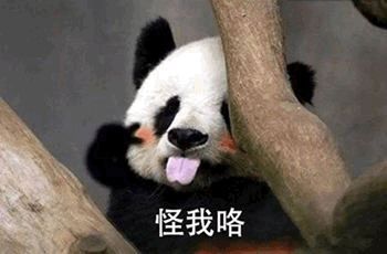  每日表情熊猫表情