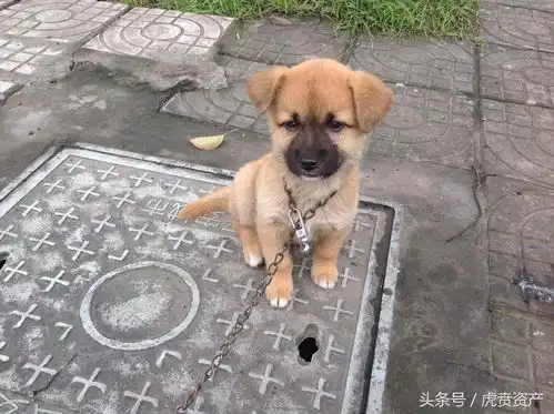  金牌小土狗的卖萌表情包