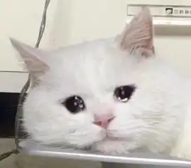  流泪猫流泪狗表情包今天我是流泪狗狗头,不谈悲伤,只拉肖邦