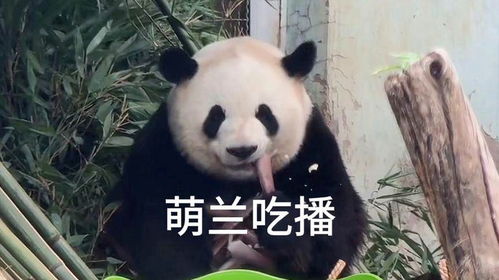  大熊猫萌兰,躺着吃播有多安逸