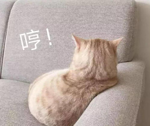  猫为什么理直气壮霸占你的家