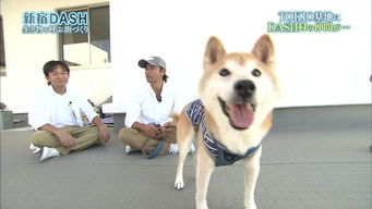  一路走好日本网友哀悼表情包柴犬逝世