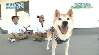  一路走好日本网友哀悼表情包柴犬逝世