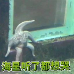  哈哈哈哈这只有啤酒肚的海星火了想递上话筒让它说出自己的故事