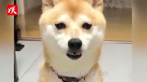 柴犬影帝级表情控制,成功晋级网红狗请欣赏表演笑容逐渐消失