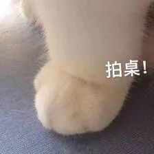  萌萌哒猫爪表情包
