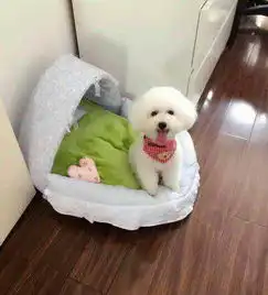  这只是比熊串柯基的狗狗,三个月大了朋友们帮我看看他长大了能好看吗