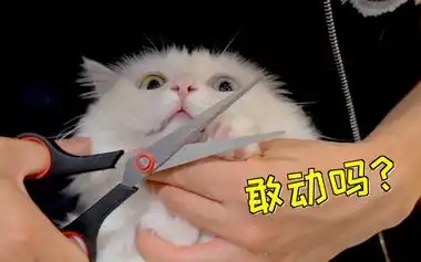  表情手残猫一只kim的个人空间哔哩哔哩乾杯bilibili表情