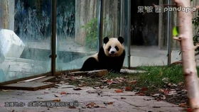  肉肉爬绩美树看风景