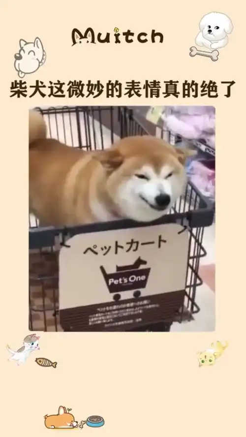  这微妙的表情做表情包都ok