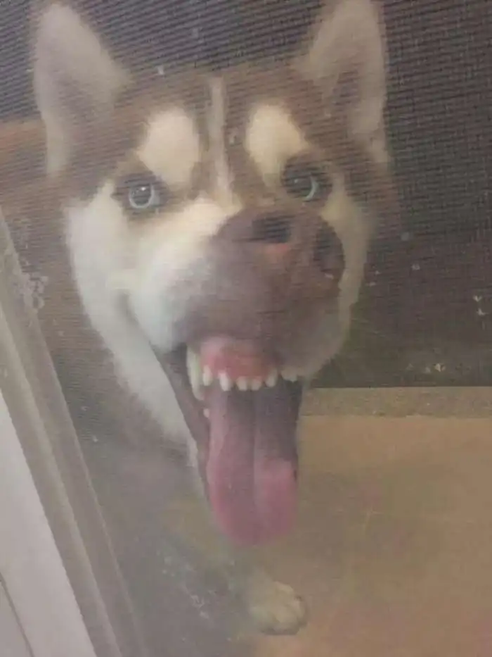  同是雪橇犬,二哈比阿拉斯加却不在同一频道,这届比丑大赛,二哈稳赢