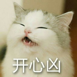  萌猫表情包