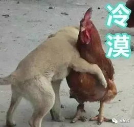  虐鸡,是我国玄学的优良传统