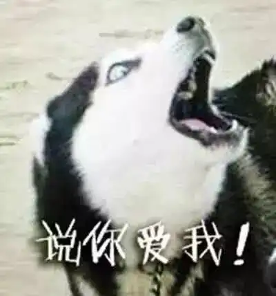  养哈千日,用在一时网友原来二哈智商零度以下才能解锁