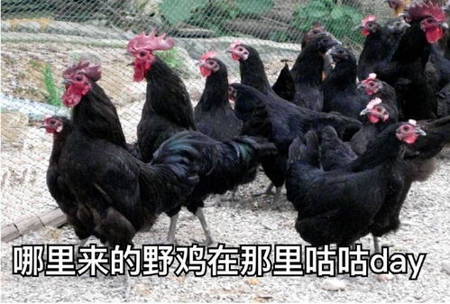 脆皮鸡图片表情包鸡年