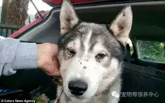  被抛弃已经很凄惨,请别再伤害它们了