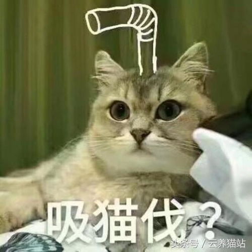 真是的表情包猫咪