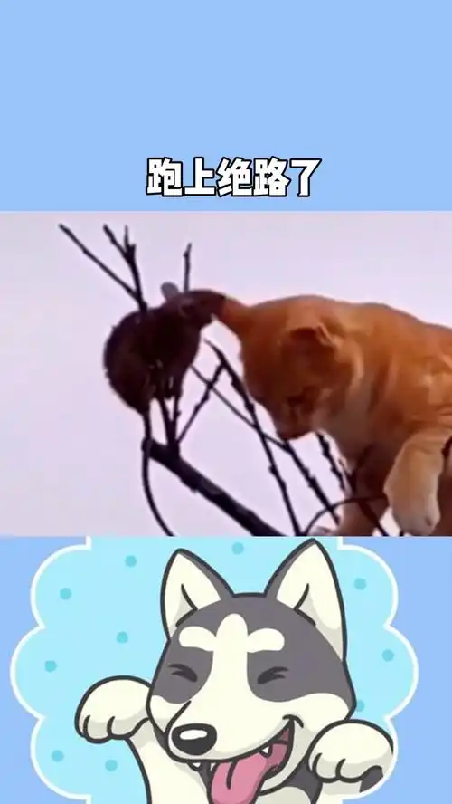  小样,看你往哪跑,跑上绝路了吧